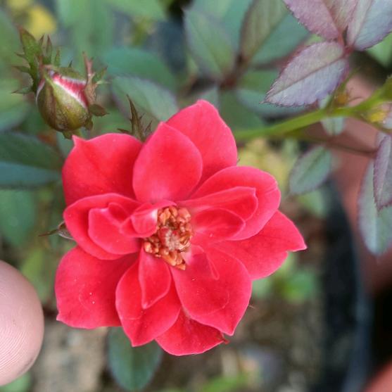 花开有声音²º²¹