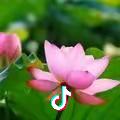 谢莲花