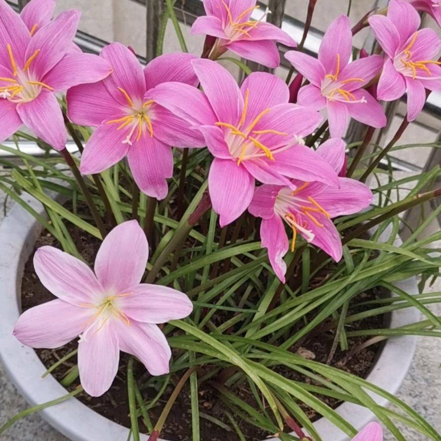 🌺💐～梅～🍎🍊