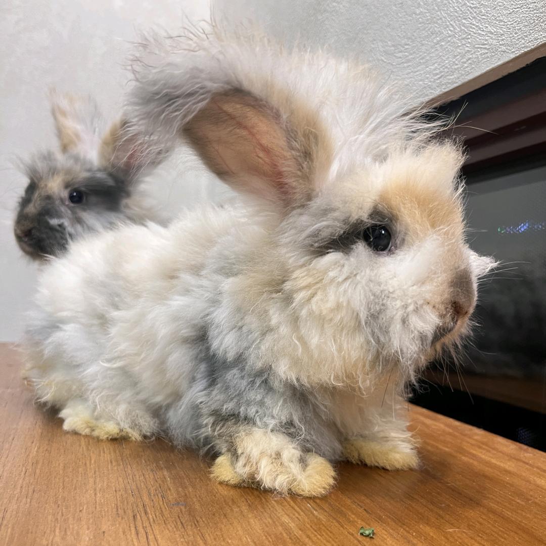 滚圆家的开心兔