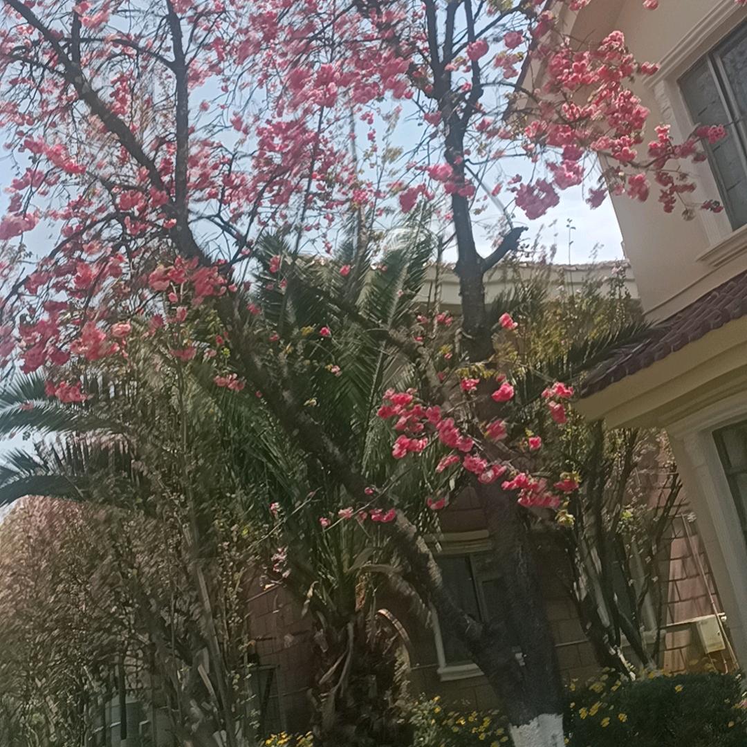 齐得隆冬呛