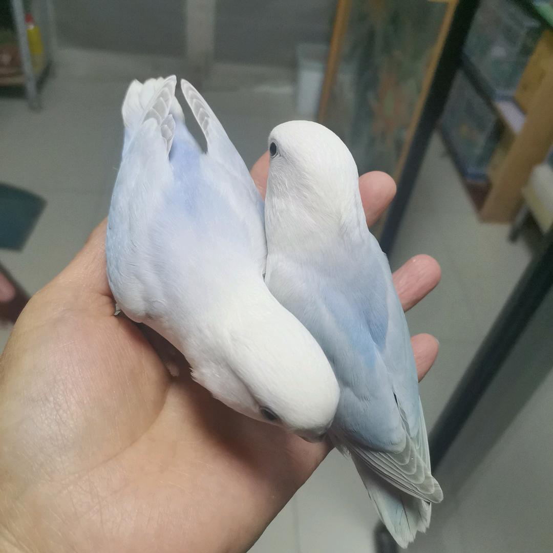 杨老太手养鹦鹉