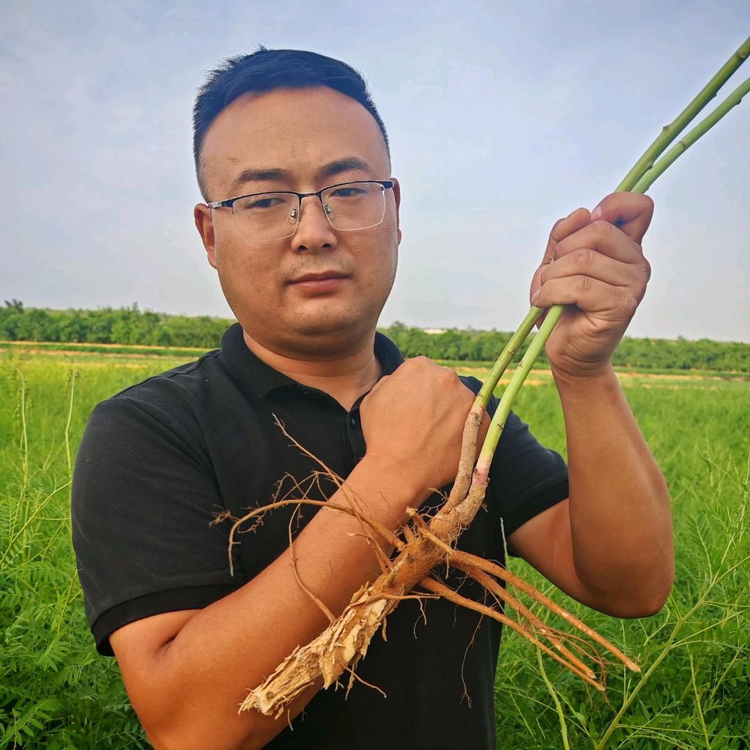 药材耳东陈