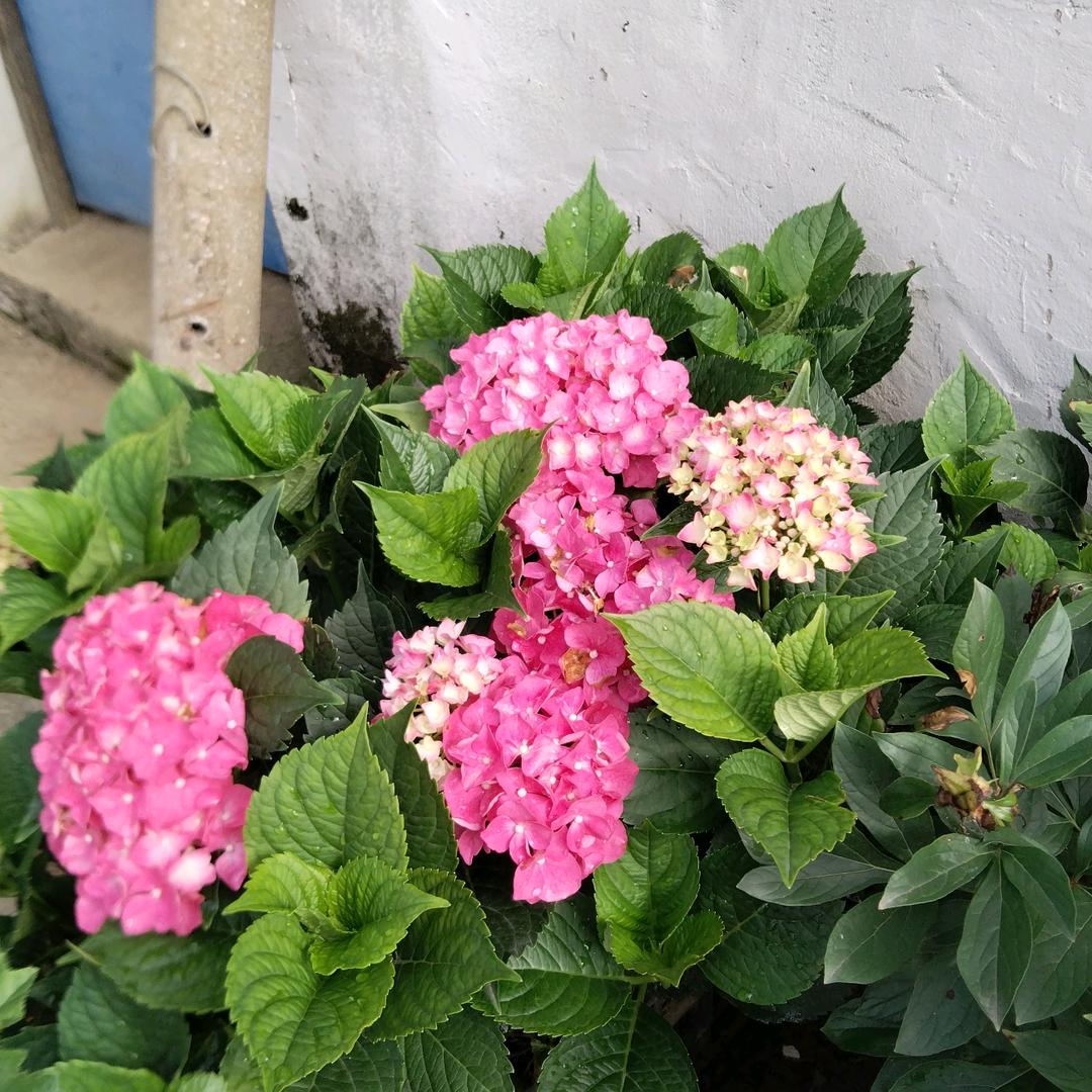 应