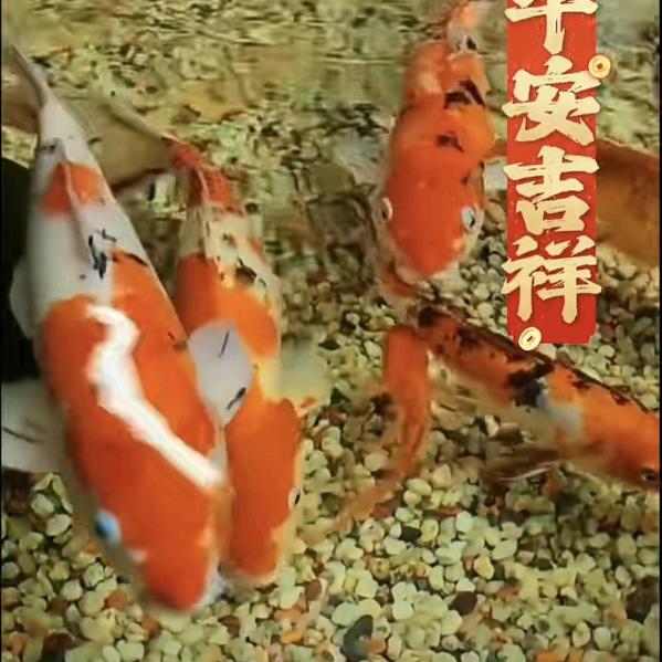 ༻҉紫氣東來᭄ꦼ҉༺