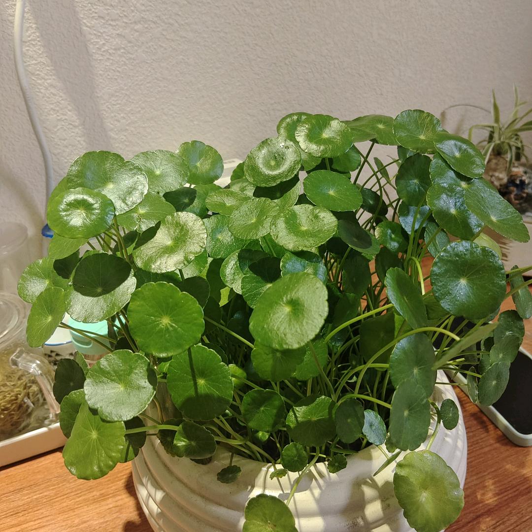 清风琉璃