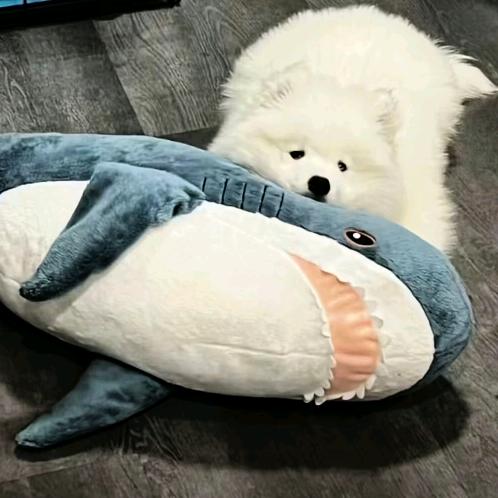 一柯鹌淳蛋🦈