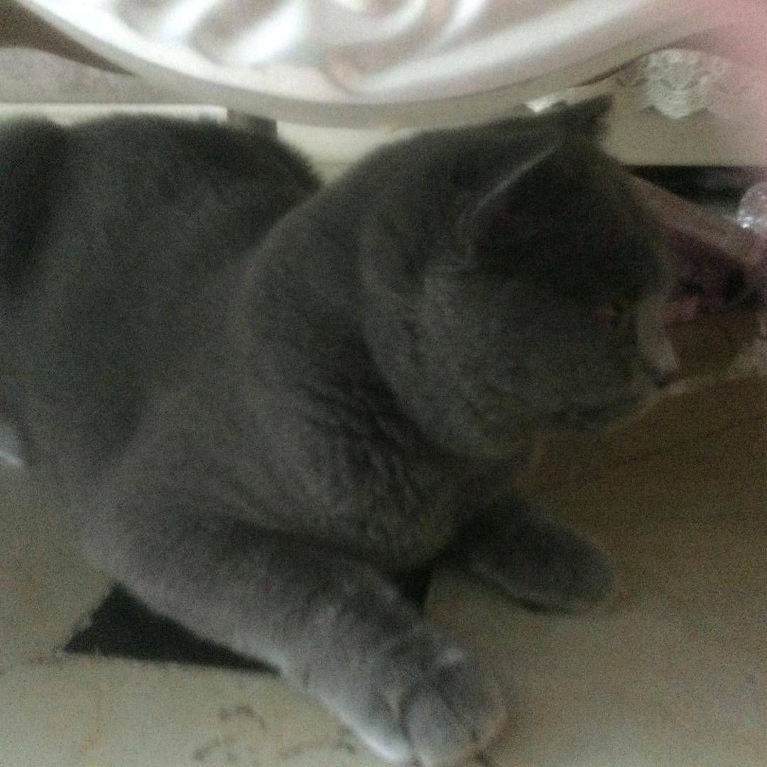 小猫咪奥利奥（冲1000粉）