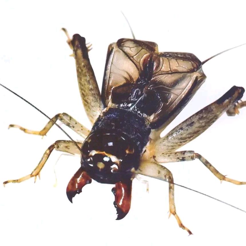 乐陵 纯野生蛐蛐《斌》