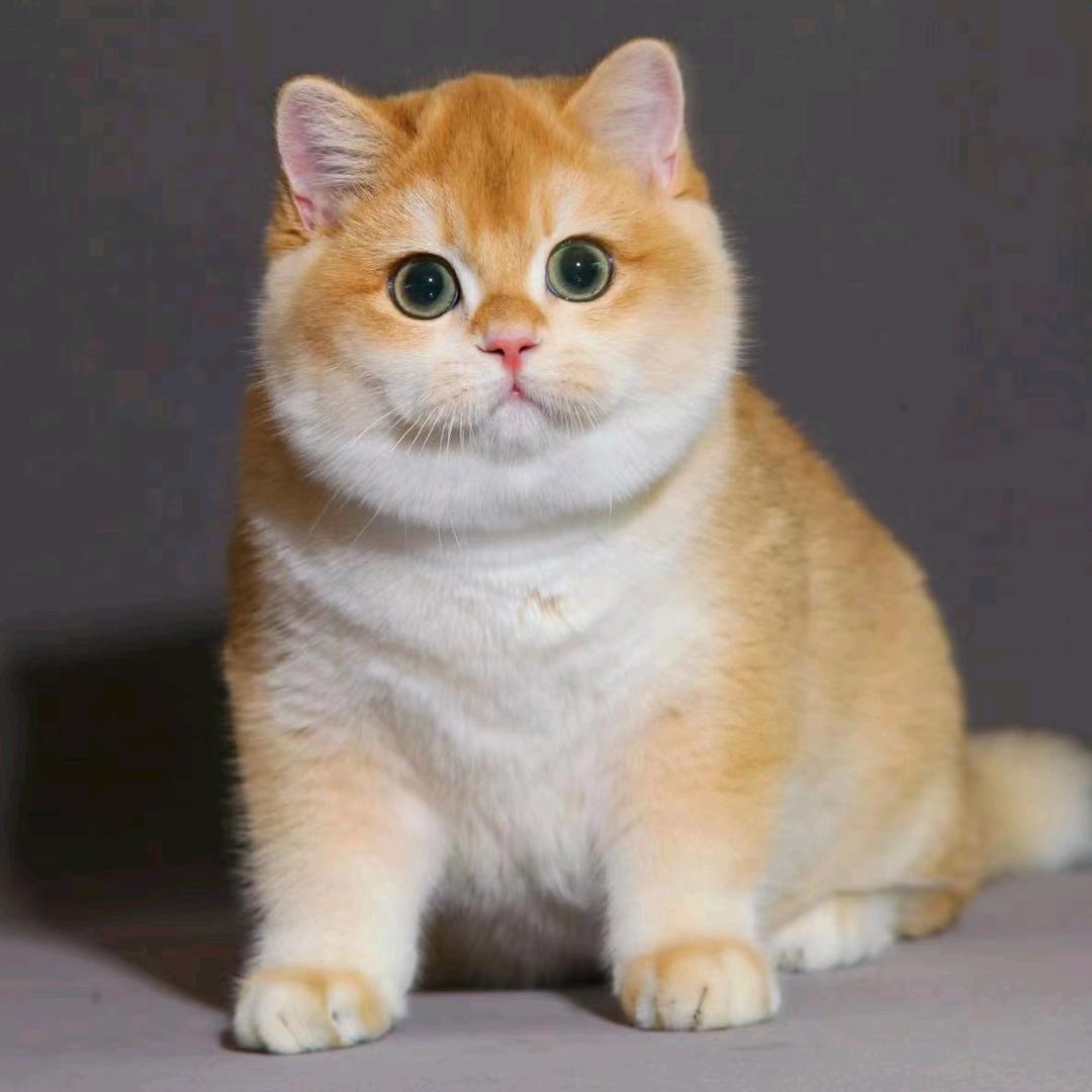 星晔宠物