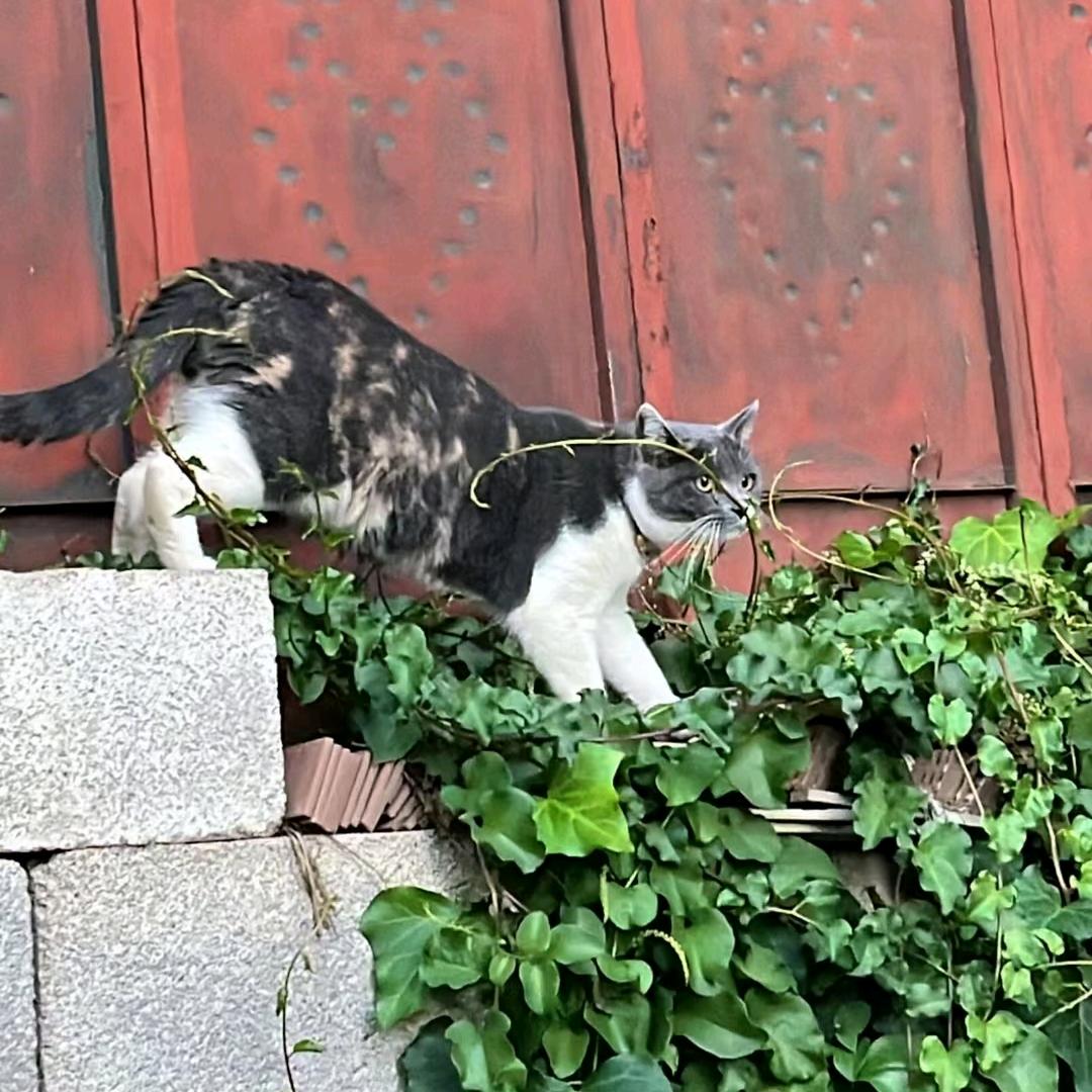 磊总