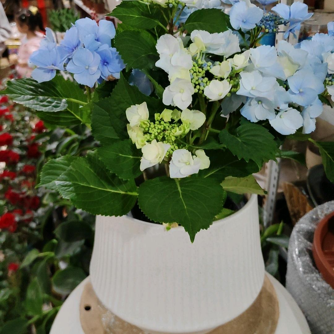 凡人的Beautiful🌻