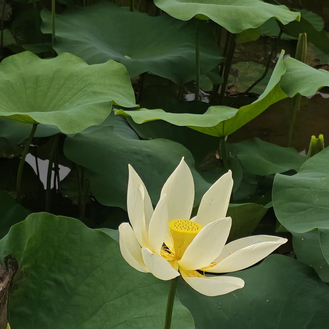 小梧桐