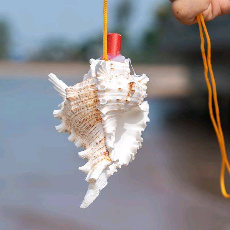 海螺贝贝多