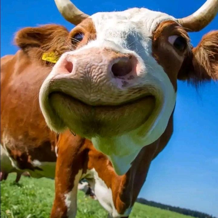 抓只猴哥打牙祭