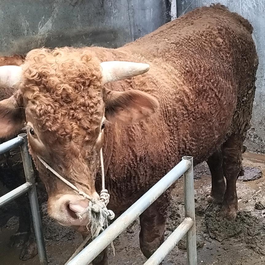 洋河牛牛肉馆
