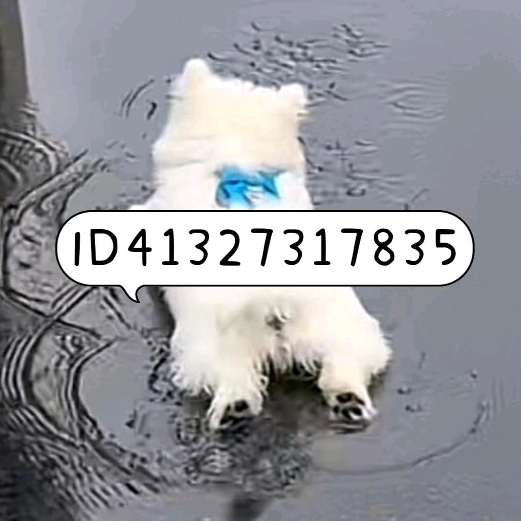 羊圈顶流