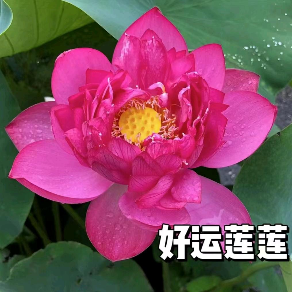 雄鹰白云