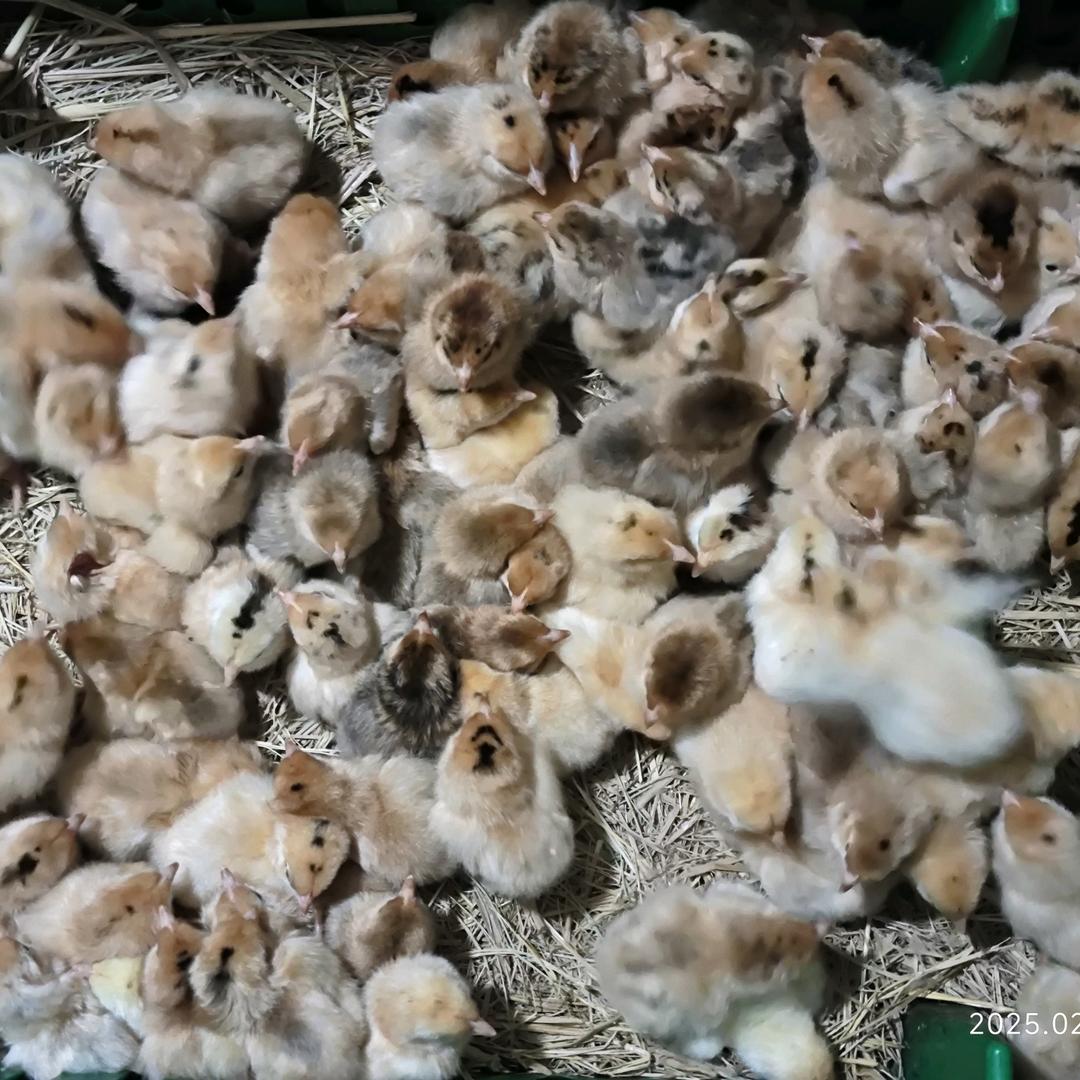 土鸡苗孵化场
