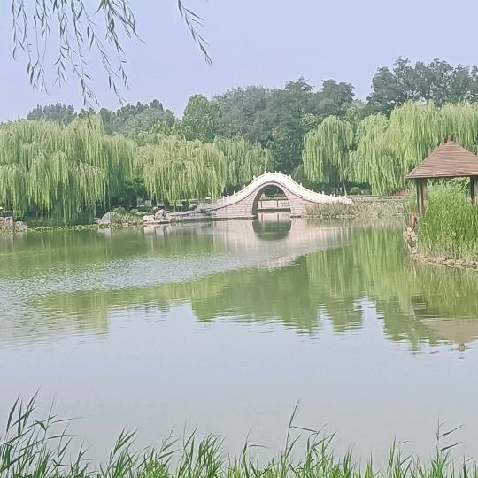 树青
