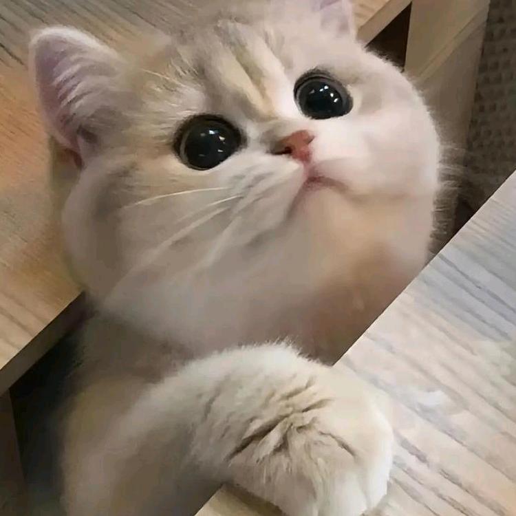 泡泡～