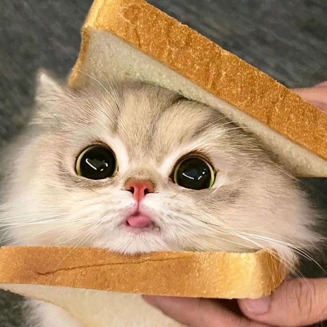 爱💤的加菲猫🐱