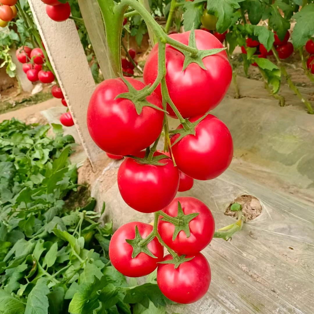 爱番茄的小桑🍅