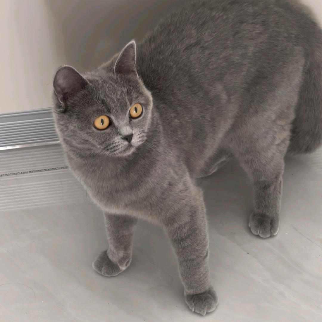 小咪一家🐱
