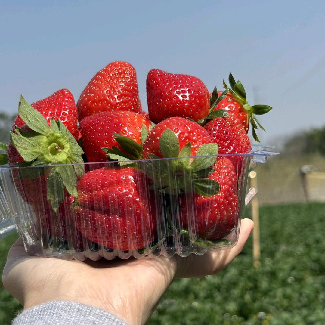 北海自选开心草莓园🍓