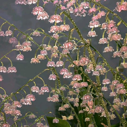 芍药