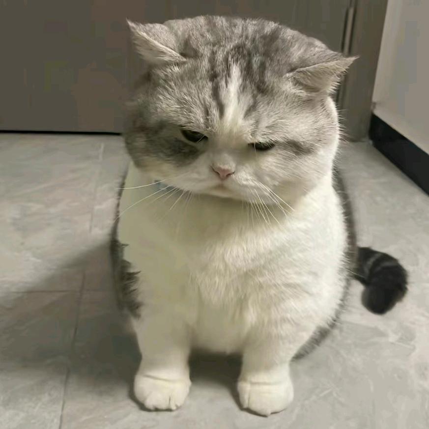 鱼四季