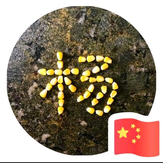 杨将军