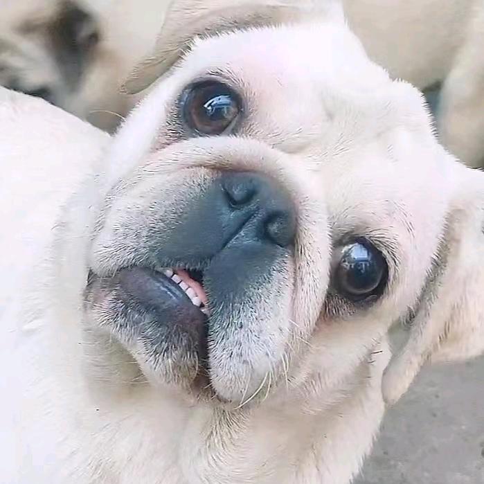 毛球