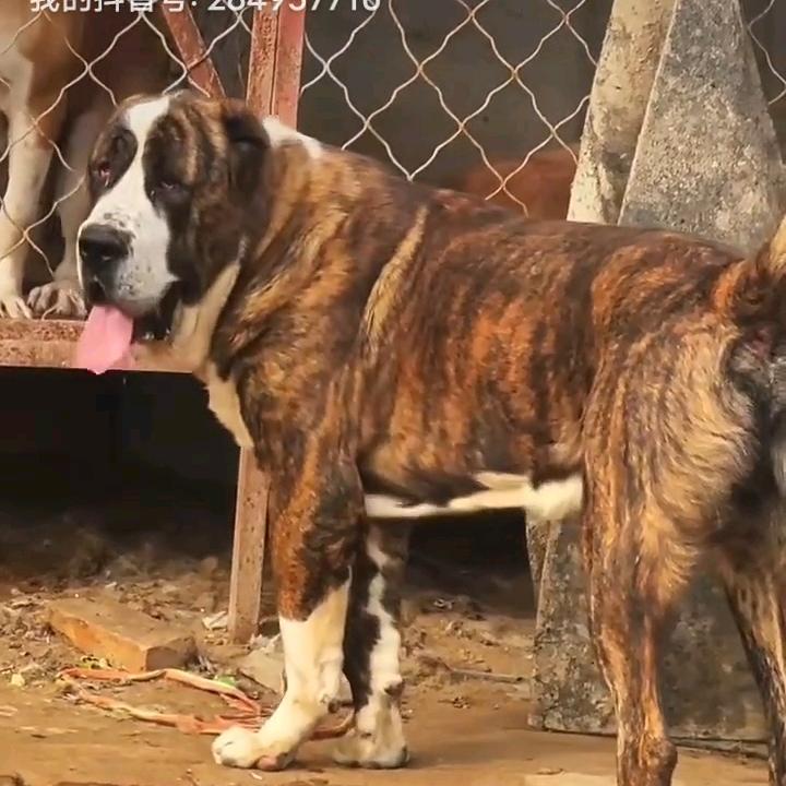 黎明中亚猛犬园
