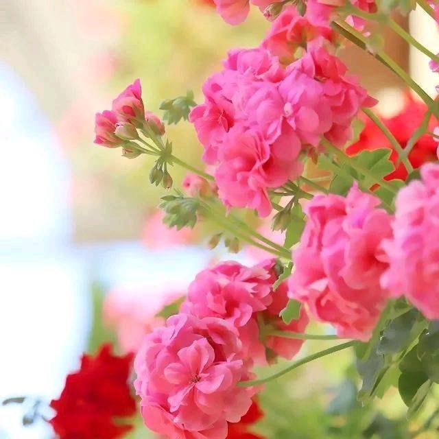花好月圆1