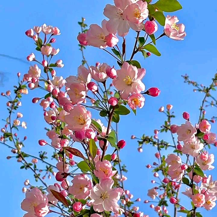 花妹