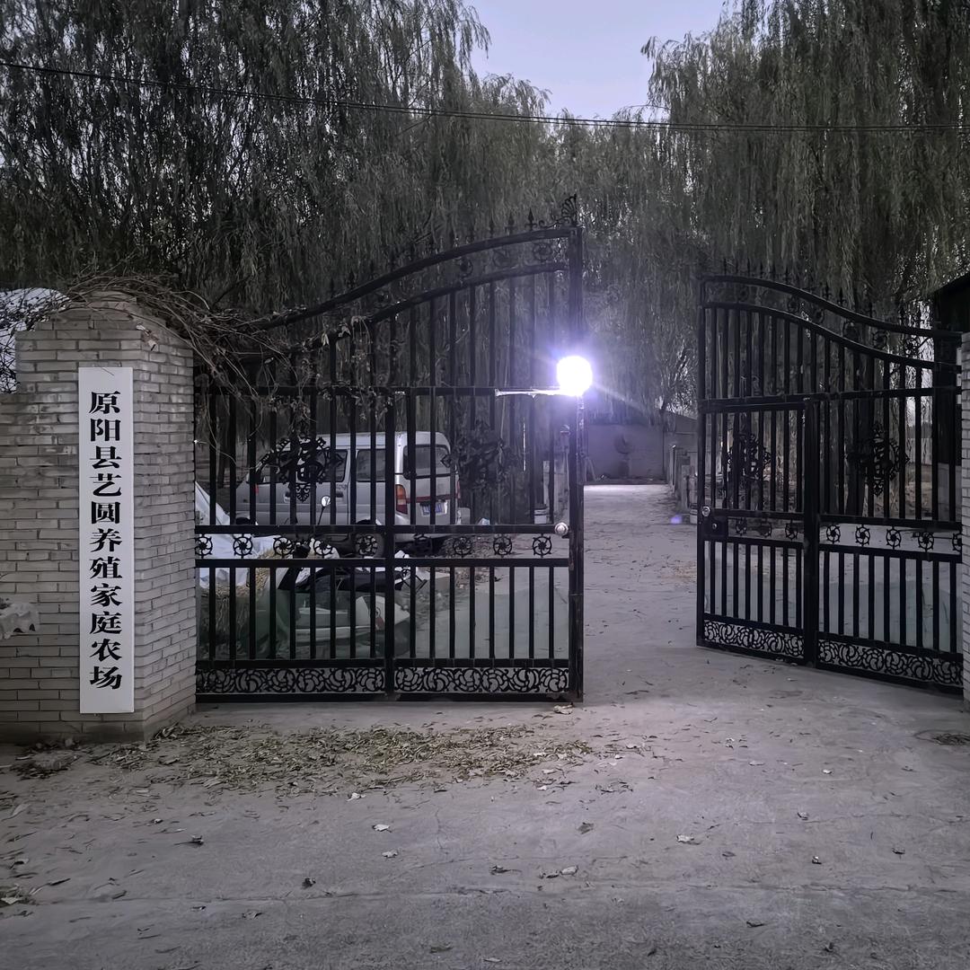 大刘聊养鸡
