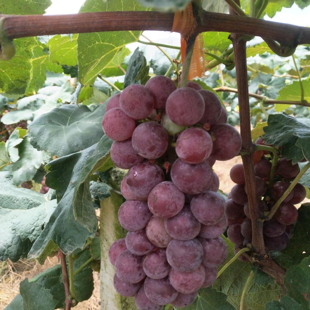 长寿区英平家庭农场官方号