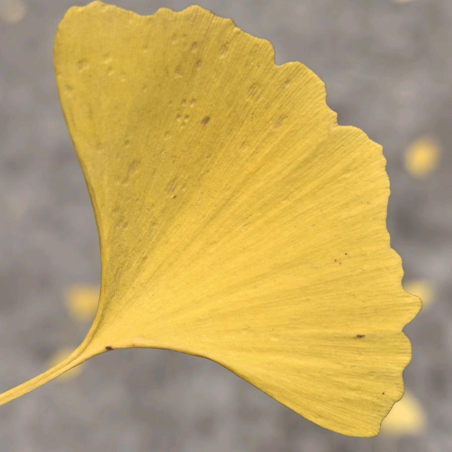 有风无风皆自由