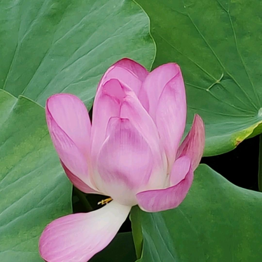 格格