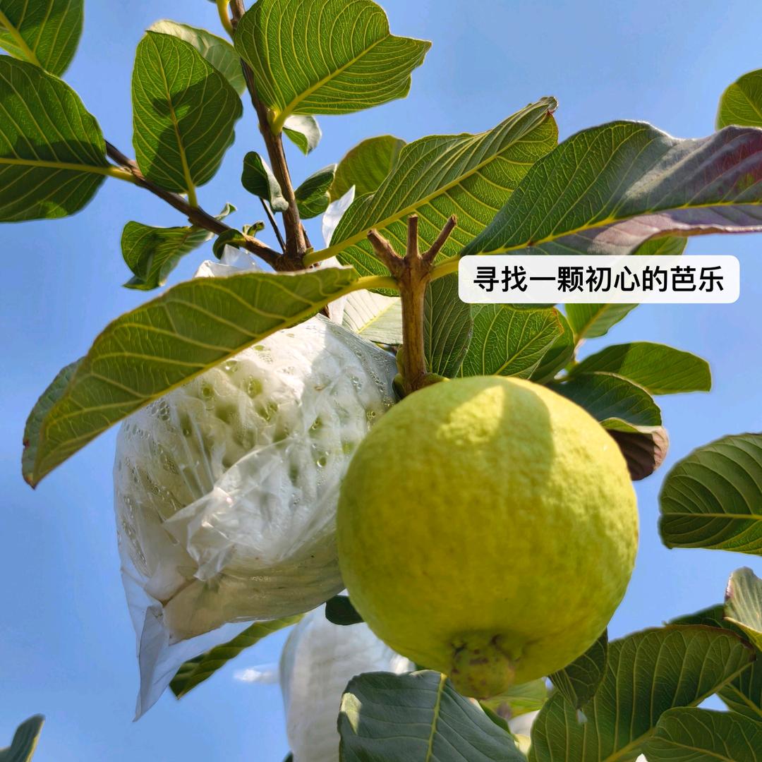 清甜小栈