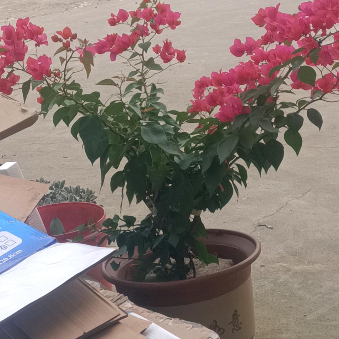 春暖花开花好月圆