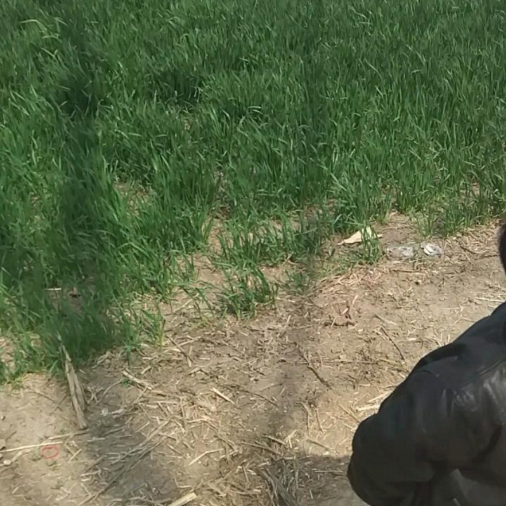 骄傲的倔强