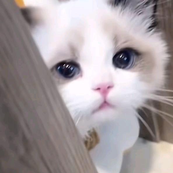 雨寂