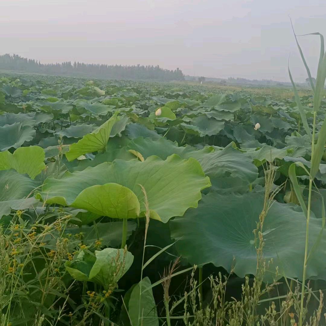 日出