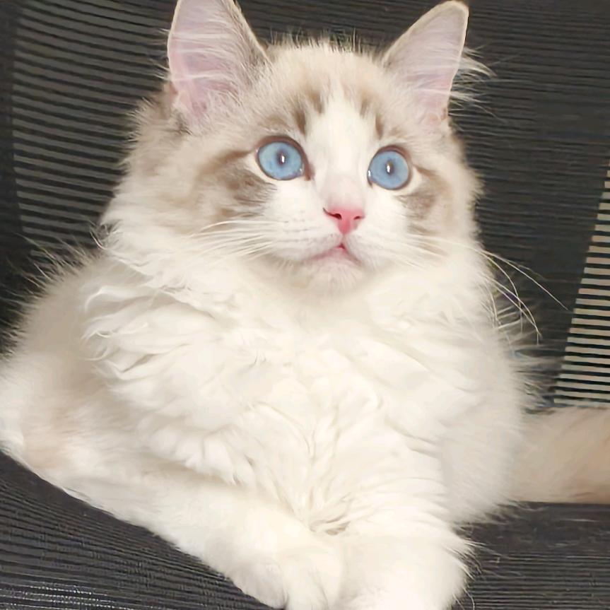 小猫看月亮