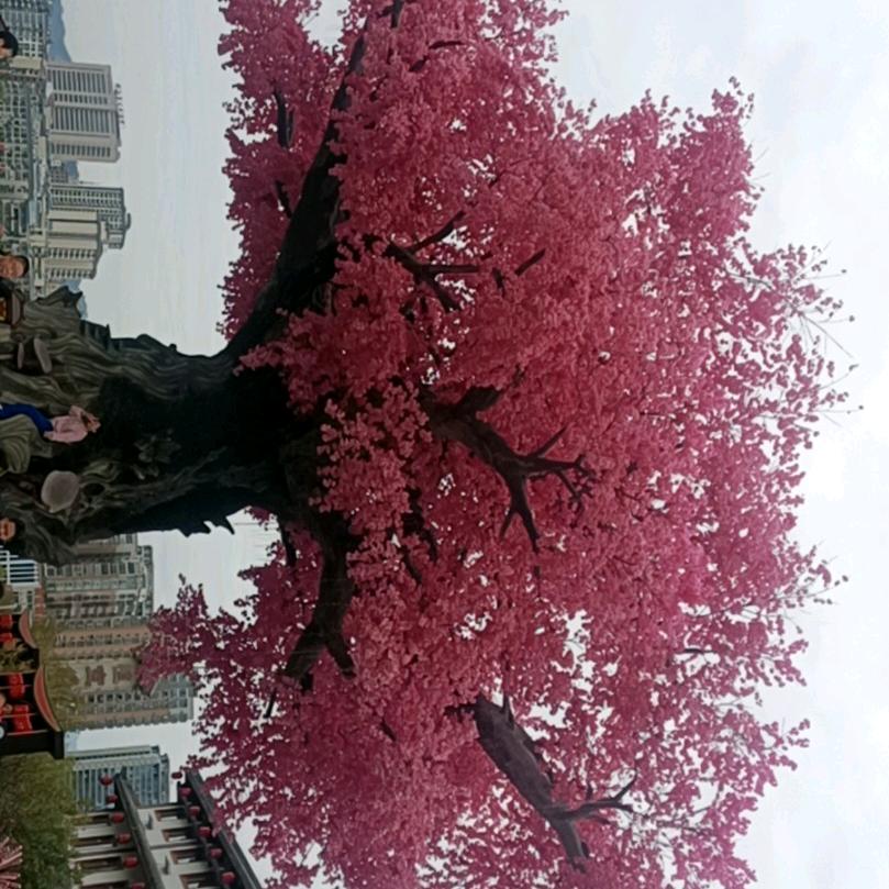 王哥单身