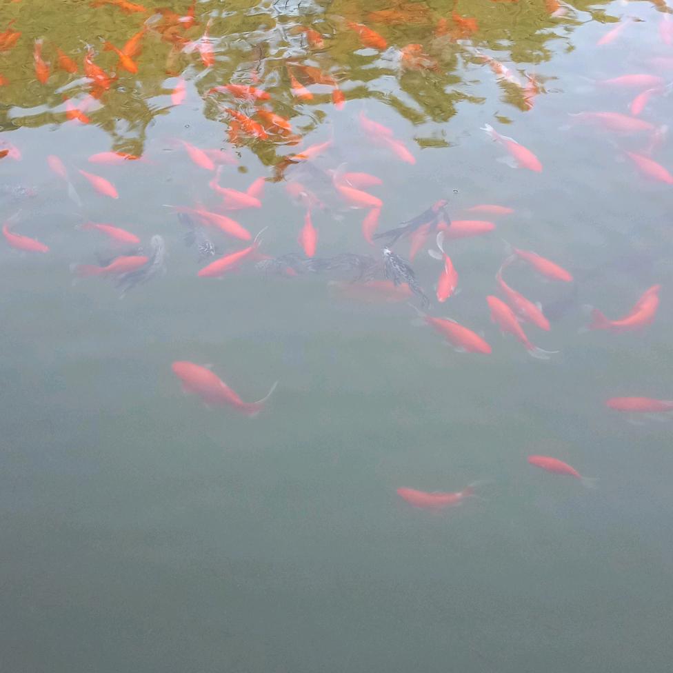 远嫁四川的贵州妹