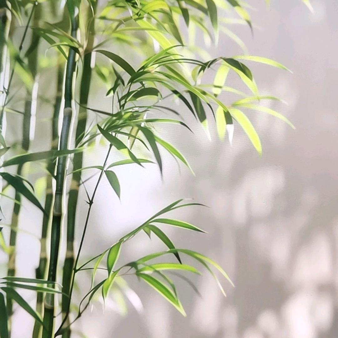 竹影居士