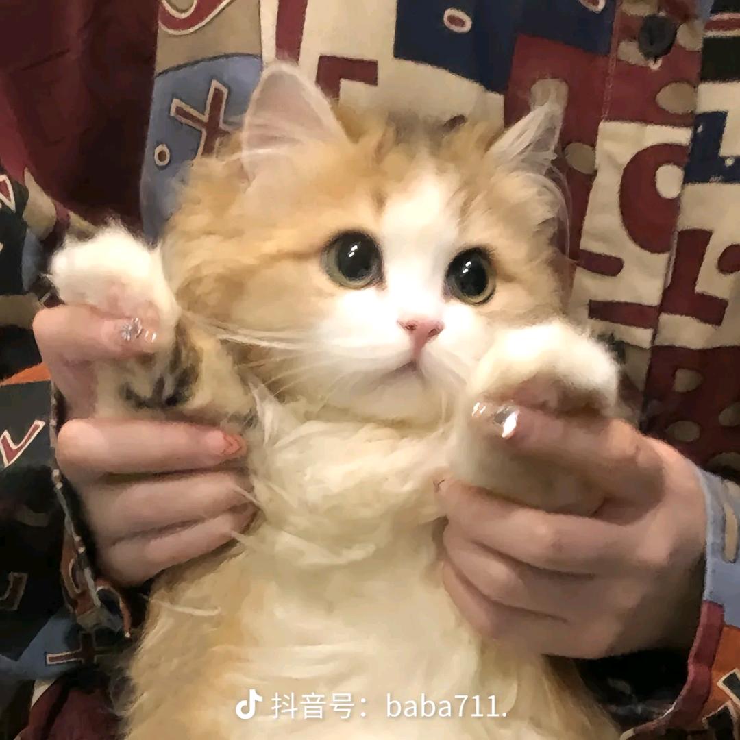 终极小豪